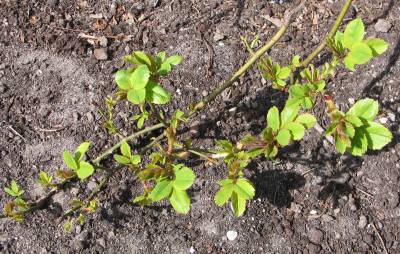 spring roses 4